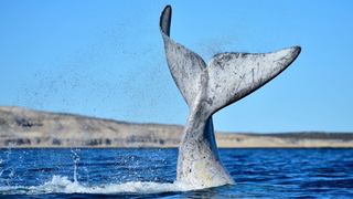 Scientists Are Investigating How the Quiet Of Covid-19 Affects the Ocean